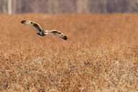 _HEN8526-CR3