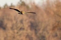 _MG_0102-CR3
