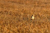 _MG_0036-CR3