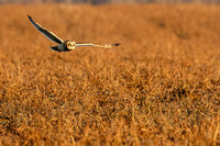 _MG_0106-CR3