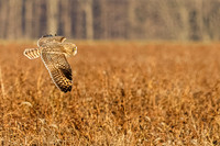 _MG_0010-CR3