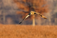 _MG_0100-CR3