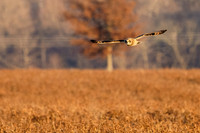_MG_0099-CR3