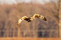 _MG_0005-CR3