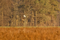 _MG_0070-CR3