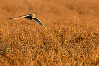 _MG_0107-CR3