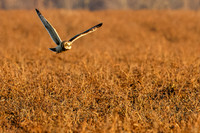 _MG_0105-CR3