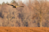 _MG_0104-CR3