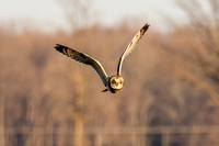 _MG_0006-CR3