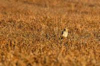 _MG_0038-CR3