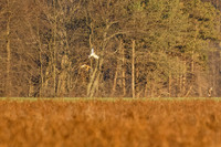 _MG_0071-CR3