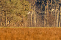 _MG_0074-CR3