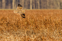_MG_0009-CR3