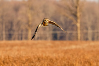 _MG_0004-CR3