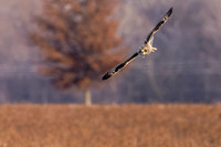 _HEN8965-CR3