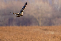 _HEN8734-CR3