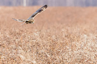 _HEN9376-CR3