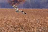 _HEN9065-CR3