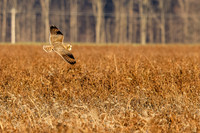 _MG_0007-CR3