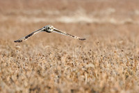 _HEN9348-CR3