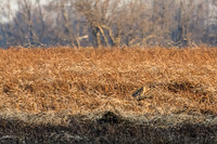 _MG_0067-CR3